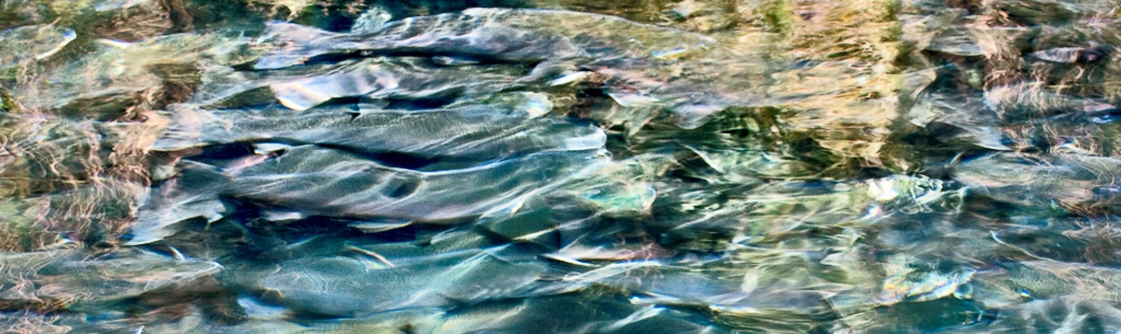 Dungeness River.  Image Credit Dave Shreffler